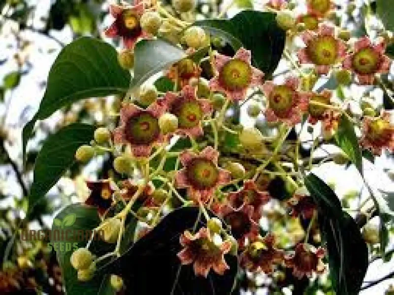 White Kurrajong WILDFLOWER Seeds for Planting - Gardening and Planting in Your Garden