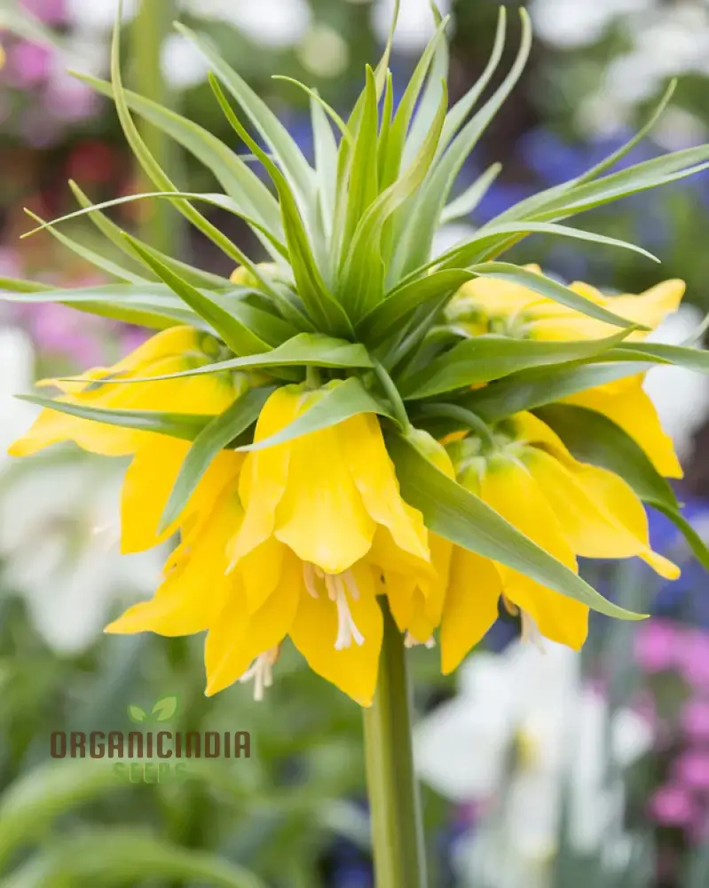 Fritillaria Imperialis Lutea Flower Seeds For Planting, Elegant Yellow Crown Imperial Flowers for a Stunning and Regal Garden Display