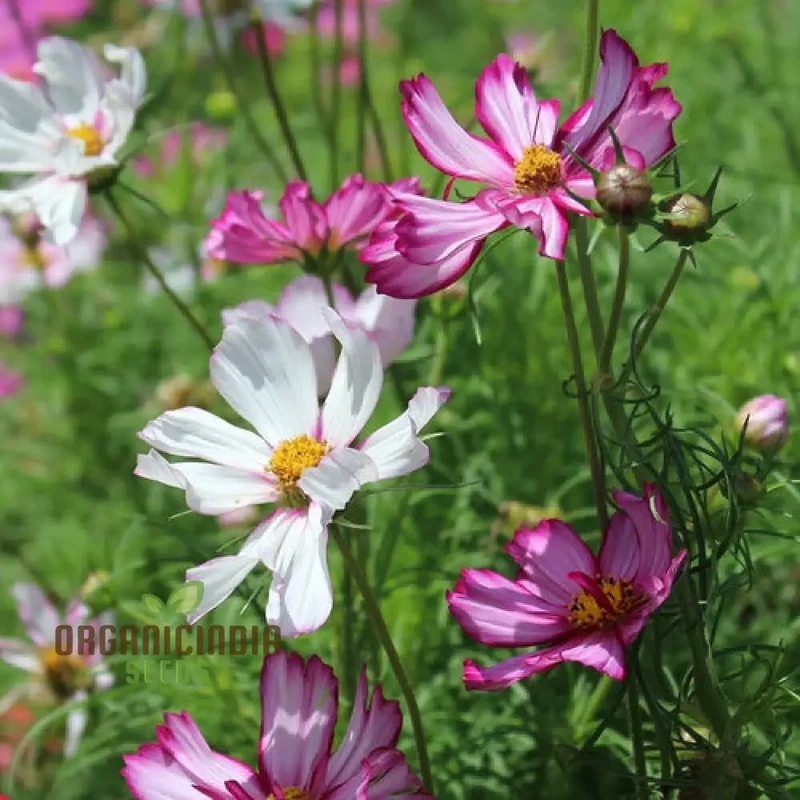 Cosmos Seeds (Fizzy Rose Picotee Cosmos Seeds) - Multi-Colored Ruffled Blooms for Gardens
