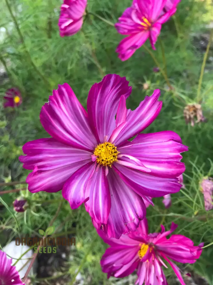 Cosmos Seeds (Fizzy Rose Picotee Cosmos Seeds) - Multi-Colored Ruffled Blooms for Gardens