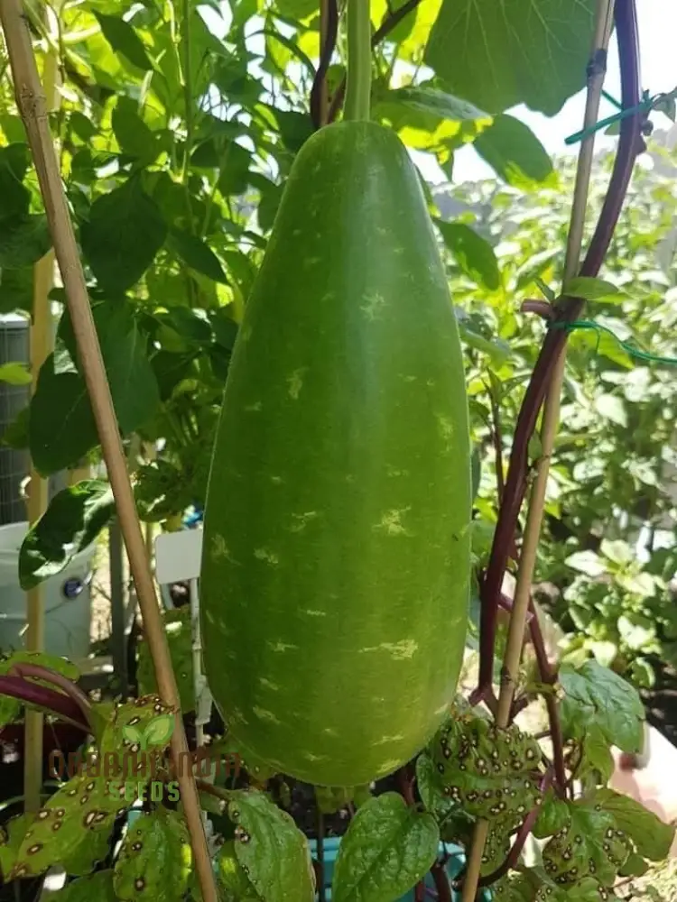 Bottle Gourd Speckled Long Green White Seeds - Planting Guide Included, Rare Varietal for Your Garden