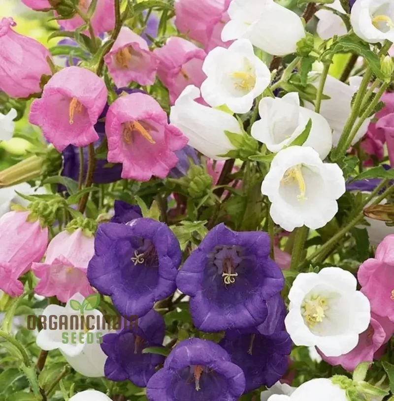 Canterbury Bells Calycanthema Mixed Seeds for Planting, Grow a Stunning Array of Vibrant Bell-Shaped Flowers, Perfect for Garden Beds, Flower Seeds