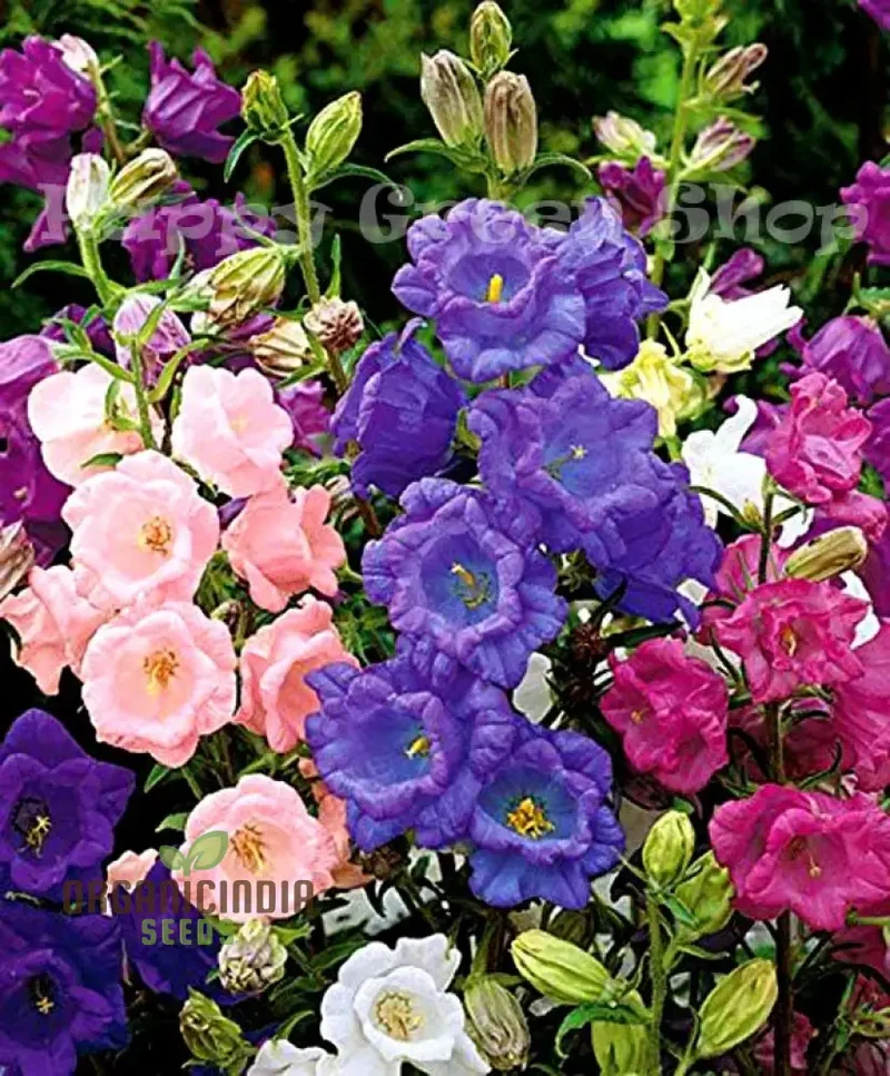 Canterbury Bells Calycanthema Mixed Seeds for Planting, Grow a Stunning Array of Vibrant Bell-Shaped Flowers, Perfect for Garden Beds, Flower Seeds