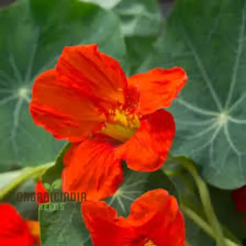 NASTURTIUM - EMPRESS OF INDIA Seeds for Planting, Premium Gardening Seeds for Vibrant Blooms