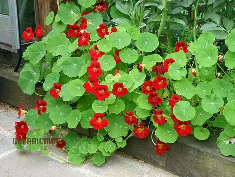 NASTURTIUM - EMPRESS OF INDIA Seeds for Planting, Premium Gardening Seeds for Vibrant Blooms