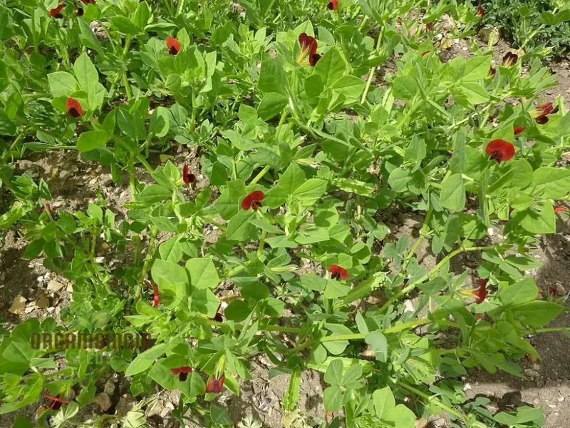 Asparagus Pea Seeds for Gardening | Grow Fresh and Flavorful Asparagus Peas
