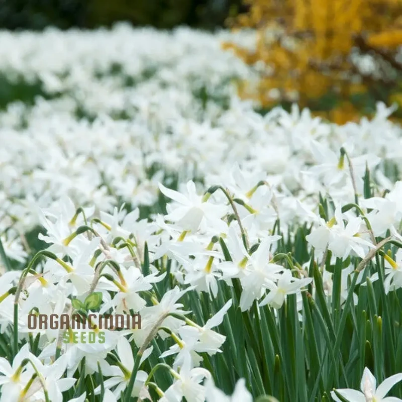 Narcissus Thalia (White Daffodil) Flower Seeds For Planting, Elegant and Fragrant White Blooms for a Graceful Garden Touch