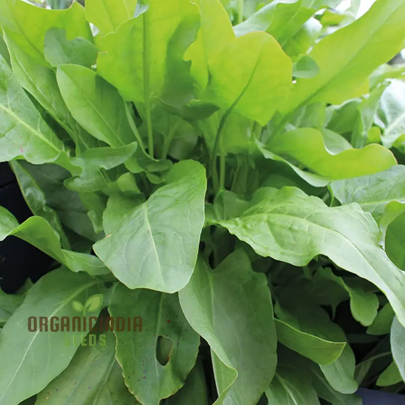 Sorrel French Green De Belleville Seeds – Premium Quality, Nutritious Leafy Herb for Garden & Kitchen Use