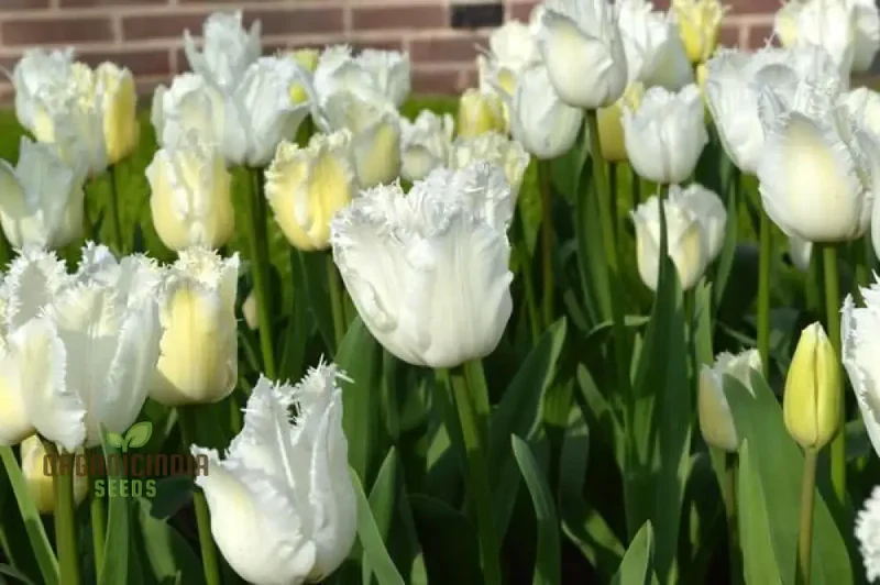Tulip Seeds (Daytona Tulip Seeds) - Fringed White Blooms for Elegant Garden Displays