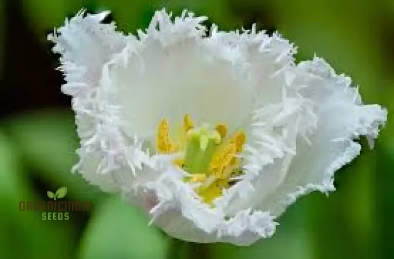 Tulip Seeds (Daytona Tulip Seeds) - Fringed White Blooms for Elegant Garden Displays