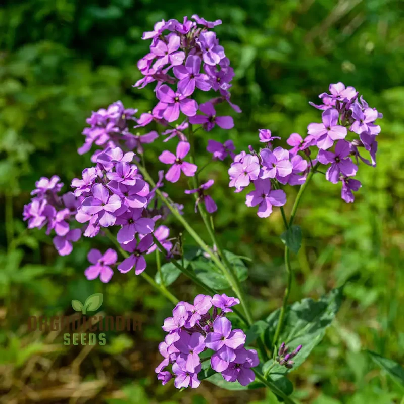 Dames Rocket Seeds (Dames Rocket Flower Seeds) - Fragrant Long-Lasting Blooms for Gardens