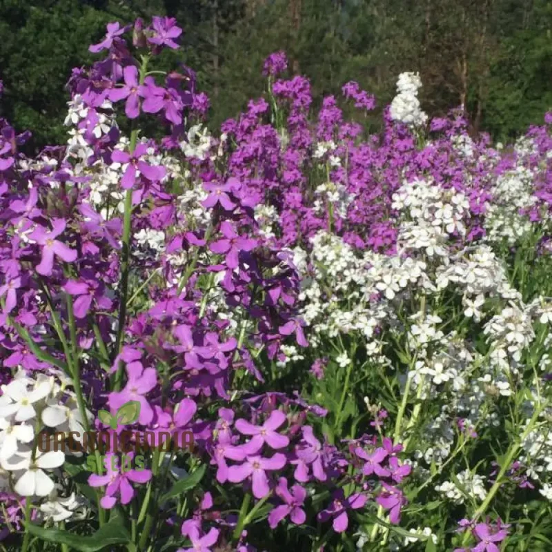 Dames Rocket Seeds (Dames Rocket Flower Seeds) - Fragrant Long-Lasting Blooms for Gardens