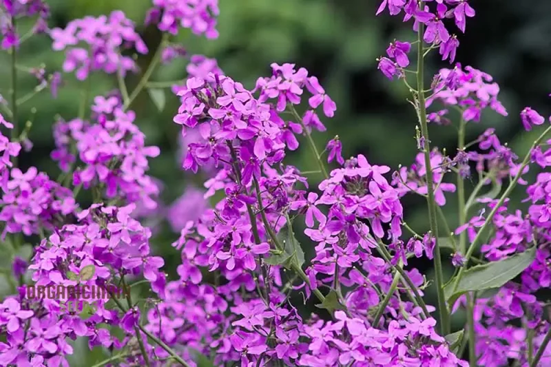 Dames Rocket Seeds (Dames Rocket Flower Seeds) - Fragrant Long-Lasting Blooms for Gardens