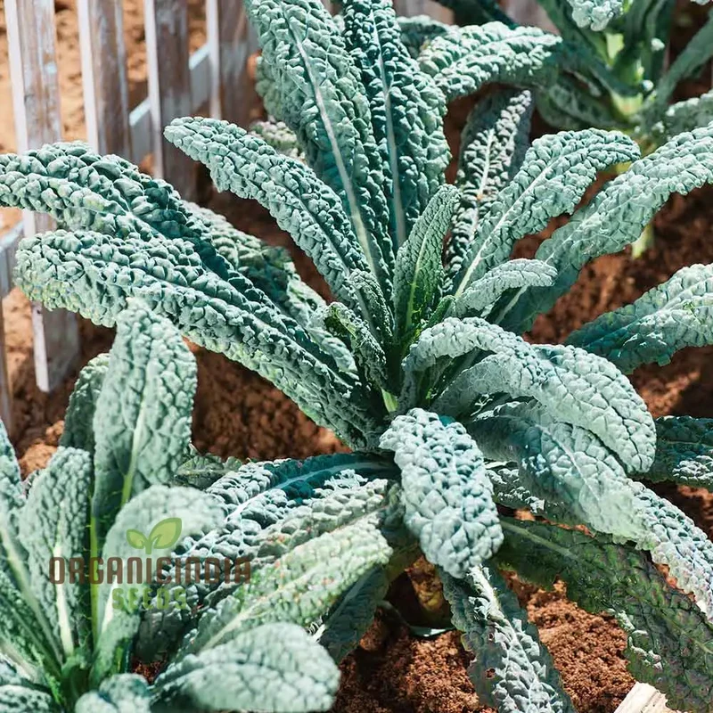 Kale Seeds 'Yurok' F1 Seeds â€“ Elevate Your Gardening with Hardy, Delicious Vegetables for a Healthy Harvest!