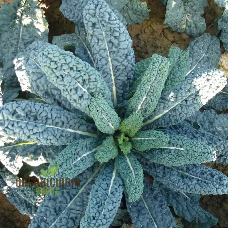 Kale Seeds 'Yurok' F1 Seeds â€“ Elevate Your Gardening with Hardy, Delicious Vegetables for a Healthy Harvest!