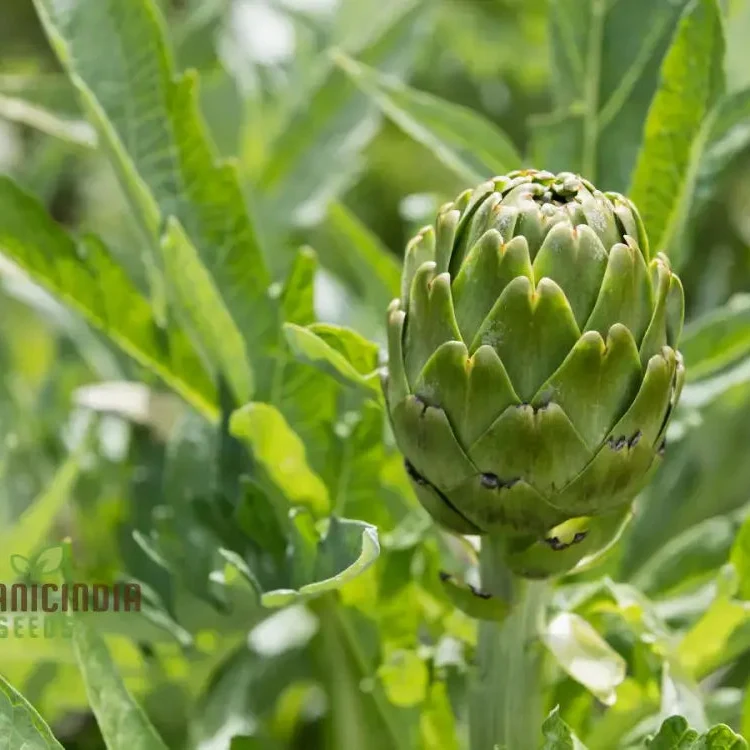 Artichoke 'Romanesco' Seeds - Premium Gardening Seeds for Your Garden | High-Quality Artichoke Seeds for Successful Planting and Growth