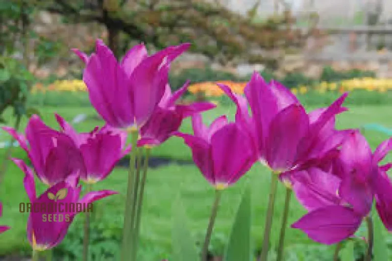 Tulip Purple Dream Bulb Seeds for Vibrant Garden Blooms | Premium Gardening Seeds