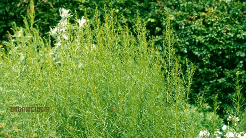 Russian Tarragon Seeds for Planting, Top-Quality Russian Tarragon Seeds, premium Perfect for Home Gardens, Kitchen Gardens