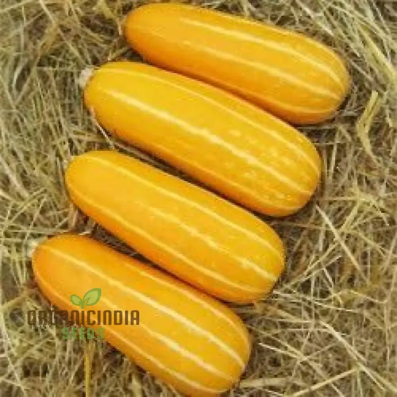 Marrow Seeds 'Honeygold' Seeds Elevate Your Gardening with Nutritious and Delicious Golden Harvests!