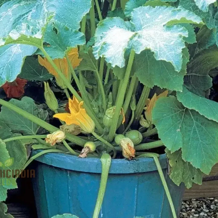 Marrow Seeds 'Honeygold' Seeds Elevate Your Gardening with Nutritious and Delicious Golden Harvests!