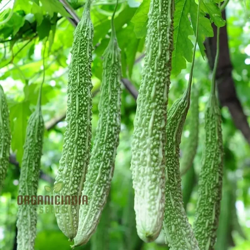 Bitter Gourd Extra Long Seeds for Planting, Premium Quality, Extra Lengthy Harvest