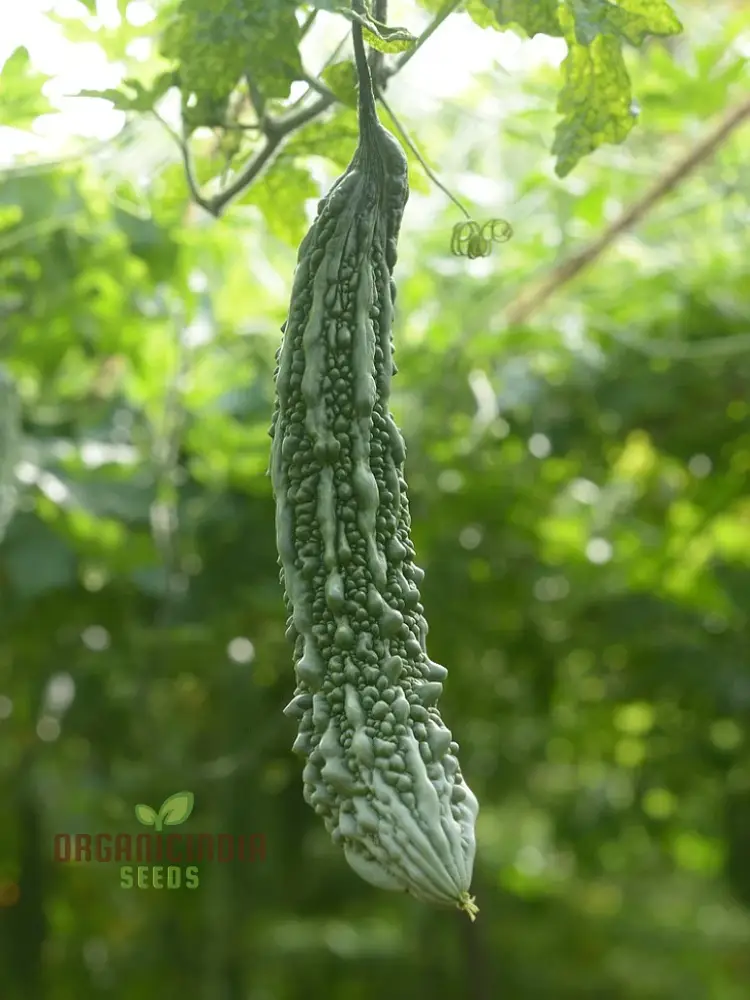 Bitter Gourd Extra Long Seeds for Planting, Premium Quality, Extra Lengthy Harvest