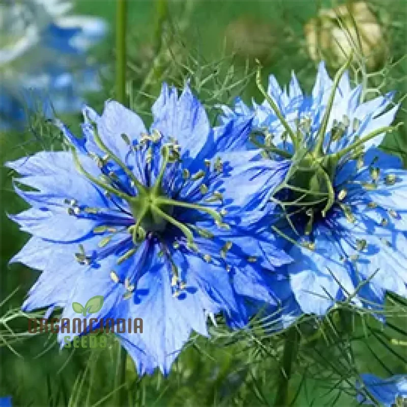 LOVE IN A MIST Seeds | Premium Gardening Seeds for Beautiful Blooms