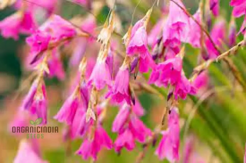 Angel’s Fishing Rods Seeds (Dierama Seeds) - Graceful Arching Blooms for Gardens