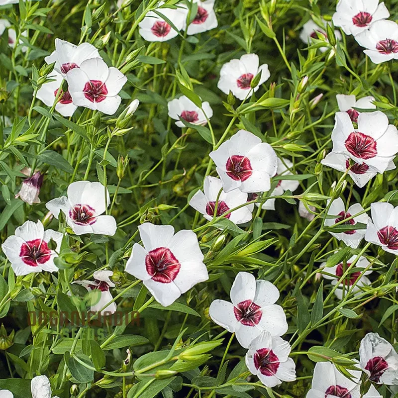 Linum Bright Eyes Flower Seeds For Planting, Vibrant Linum with Striking Blooms for a Stunning Garden Display