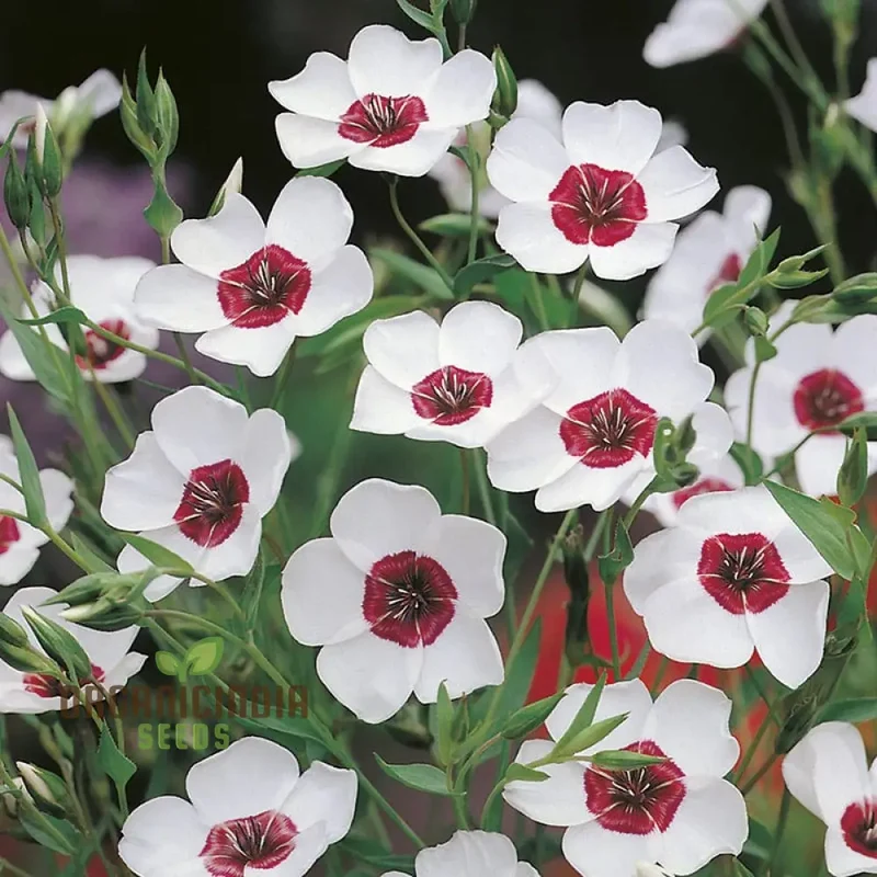 Linum Bright Eyes Flower Seeds For Planting, Vibrant Linum with Striking Blooms for a Stunning Garden Display