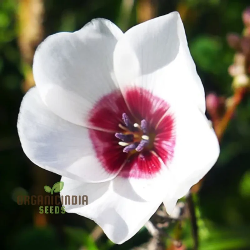 Linum Bright Eyes Flower Seeds For Planting, Vibrant Linum with Striking Blooms for a Stunning Garden Display