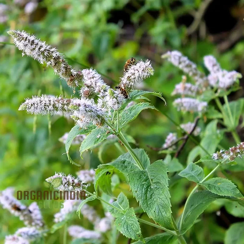 Premium Peppermint Seeds for Planting – High-Quality, Refreshing Mint Variety