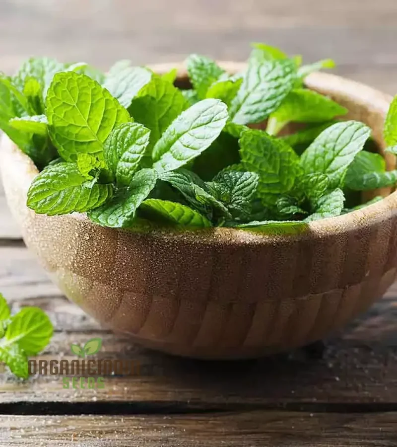 Premium Peppermint Seeds for Planting – High-Quality, Refreshing Mint Variety