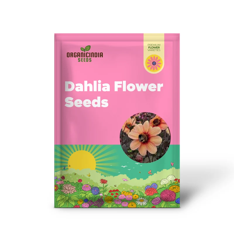 Dahlia Happy Single Kiss 3lt Potted Plant for Stunning Garden Display - Perfect for Gardening Enthusiasts and Seed Collectors