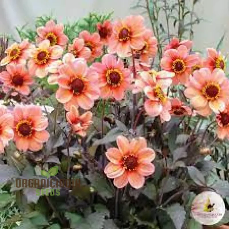 Dahlia Happy Single Kiss 3lt Potted Plant for Stunning Garden Display - Perfect for Gardening Enthusiasts and Seed Collectors