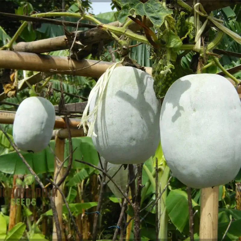 Ash Gourd Seeds for Gardening - High-Quality, Heirloom Seeds for a Bountiful Harvest in Your Home Garden