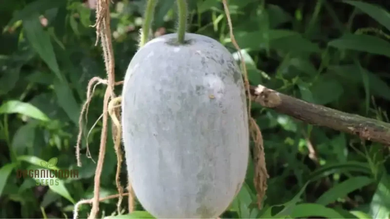 Ash Gourd Seeds for Gardening - High-Quality, Heirloom Seeds for a Bountiful Harvest in Your Home Garden