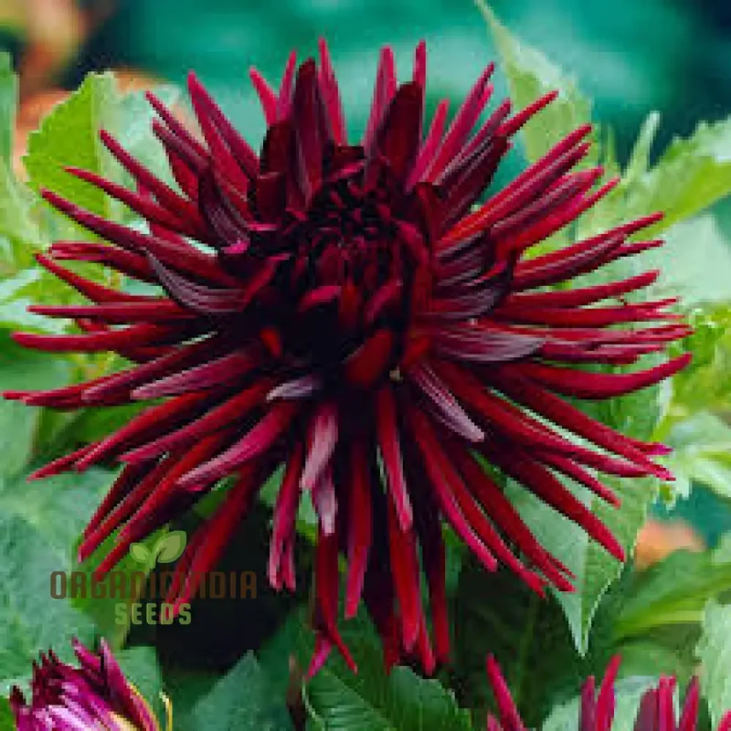Dahlia Nuit d'Ete 3lt Potted Plant - Premium Quality for Gardening Enthusiasts - Ideal for Seeds and Garden Beautification