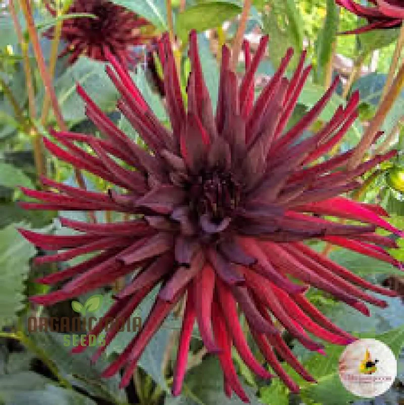 Dahlia Nuit d'Ete 3lt Potted Plant - Premium Quality for Gardening Enthusiasts - Ideal for Seeds and Garden Beautification