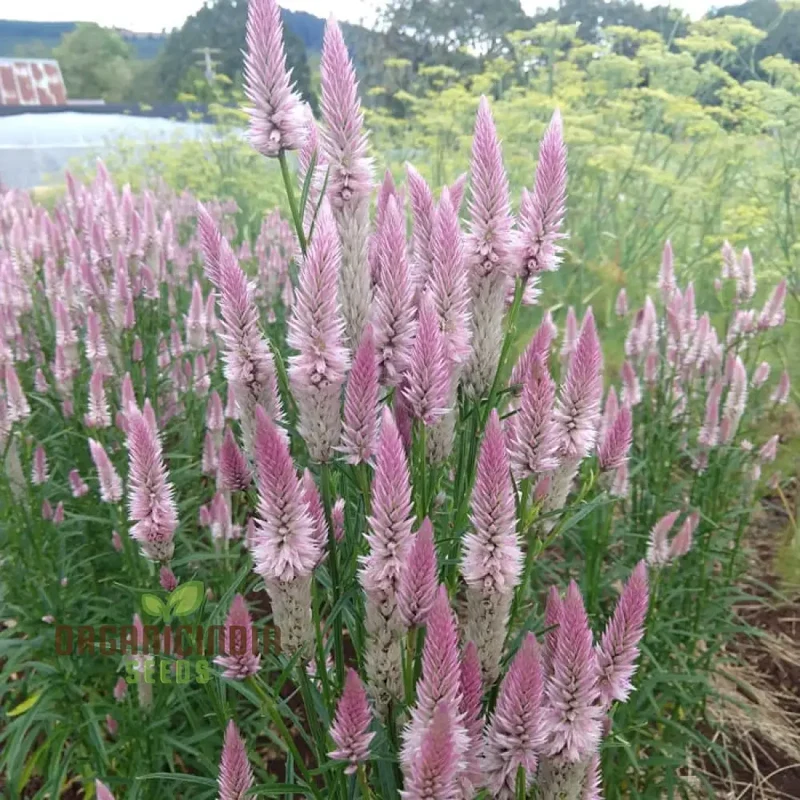 Celosia Spicata Sharon Seeds for Gardening - Vibrant Blooms for Your Garden, Ideal for Long-Lasting Color and Easy Growth
