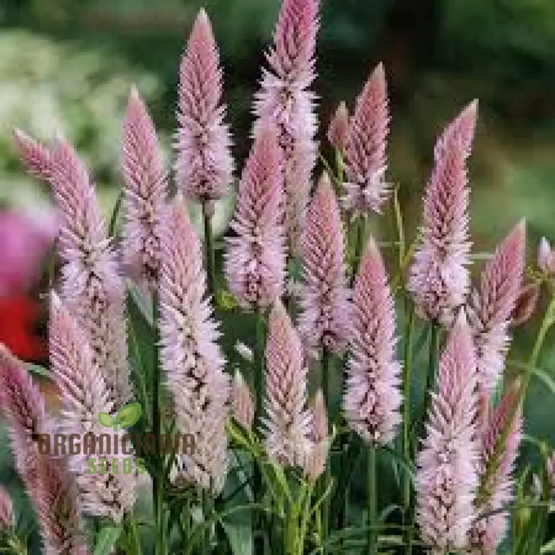 Celosia Spicata Sharon Seeds for Gardening - Vibrant Blooms for Your Garden, Ideal for Long-Lasting Color and Easy Growth