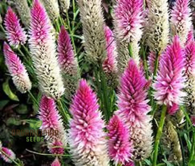Celosia Spicata Sharon Seeds for Gardening - Vibrant Blooms for Your Garden, Ideal for Long-Lasting Color and Easy Growth