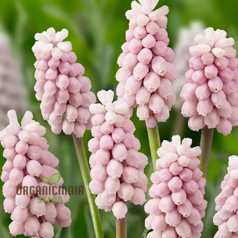 Muscari Pink Sunrise Seeds – Soft Pink Spring Flowers