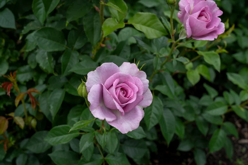 Rosier floribunda ‘Violet's Pride’ ( Rosa ‘Violet's Pride’)
