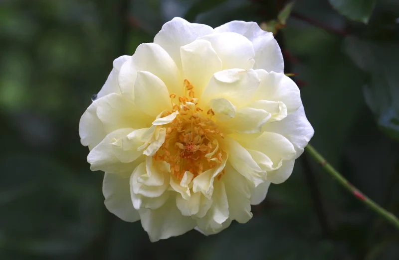 Rosier floribunda ‘White Licorice’ ( Rosa ‘White Licorice’)