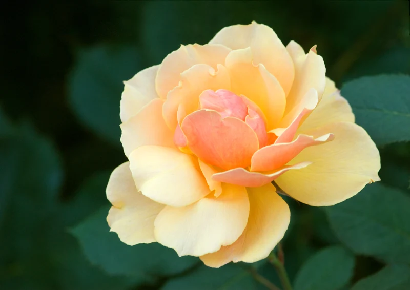 Rosier grandiflora ‘About Face’ ( Rosa ‘About Face’)