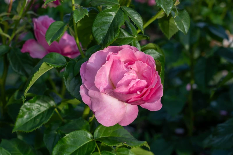 Rosier grandiflora ‘All Dressed’ ( Rosa ‘All Dressed’)