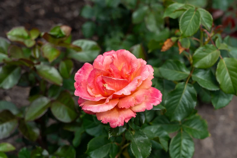 Rosier grandiflora ‘Anna's Promise’ ( Rosa ‘Anna's Promise’)