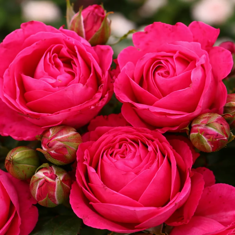 Rosier grandiflora ‘Cardinal Song’ ( Rosa ‘Cardinal Song’)