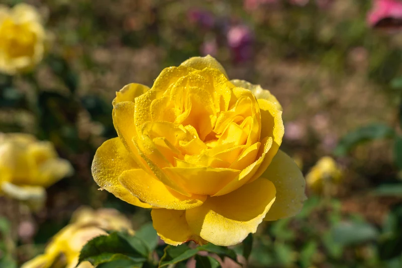 Rosier grandiflora ‘Ch-Ching’ ( Rosa ‘Ch-Ching’)